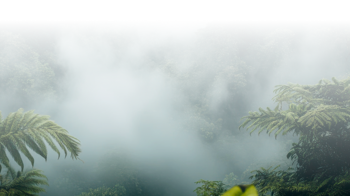 Misty tropical rainforest background with lush green foliage.