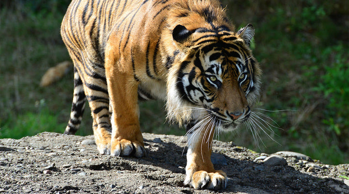 Please Join Us In Welcoming Cinta To The Lifeboost Family