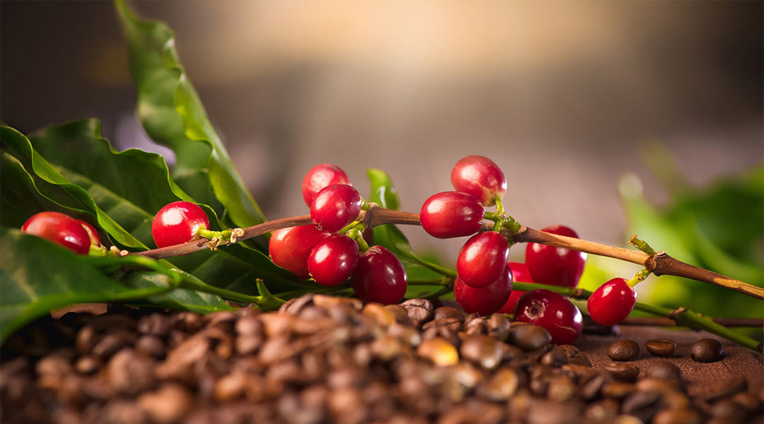 Exploring the Unique Flavor of Coffee Cherry