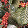 Rainbow - Lifeboost Coffee